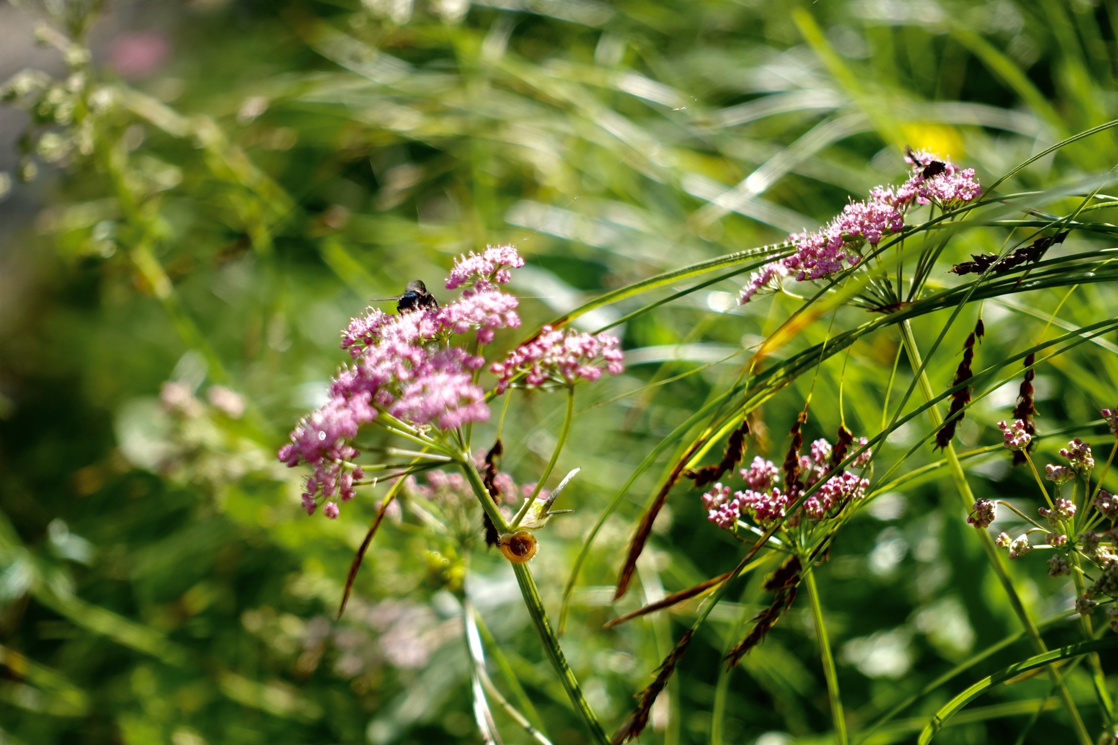 Almwiesen in den Bayerischen Voralpen