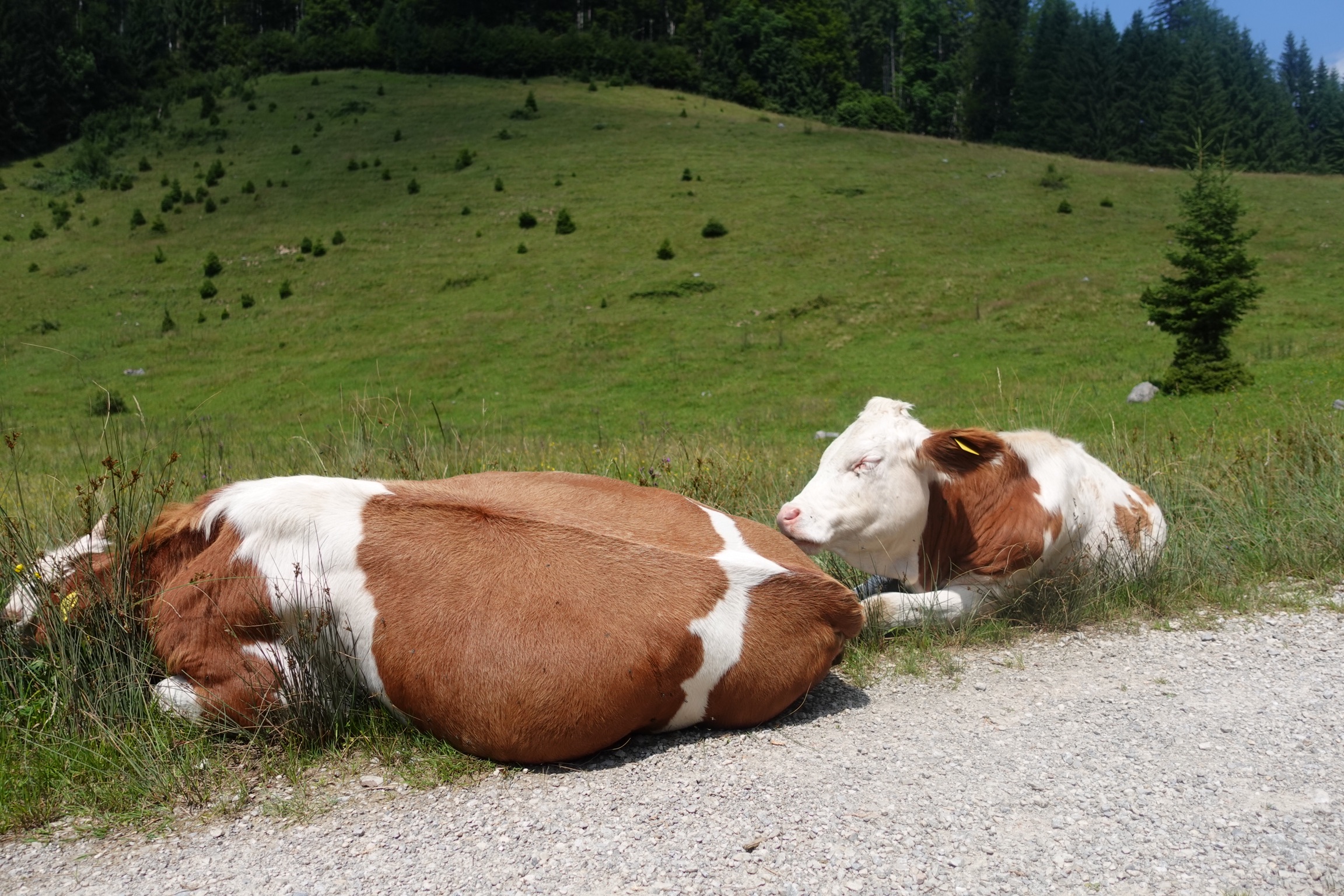 Kühe auf den Almwiesen in der Jachenau