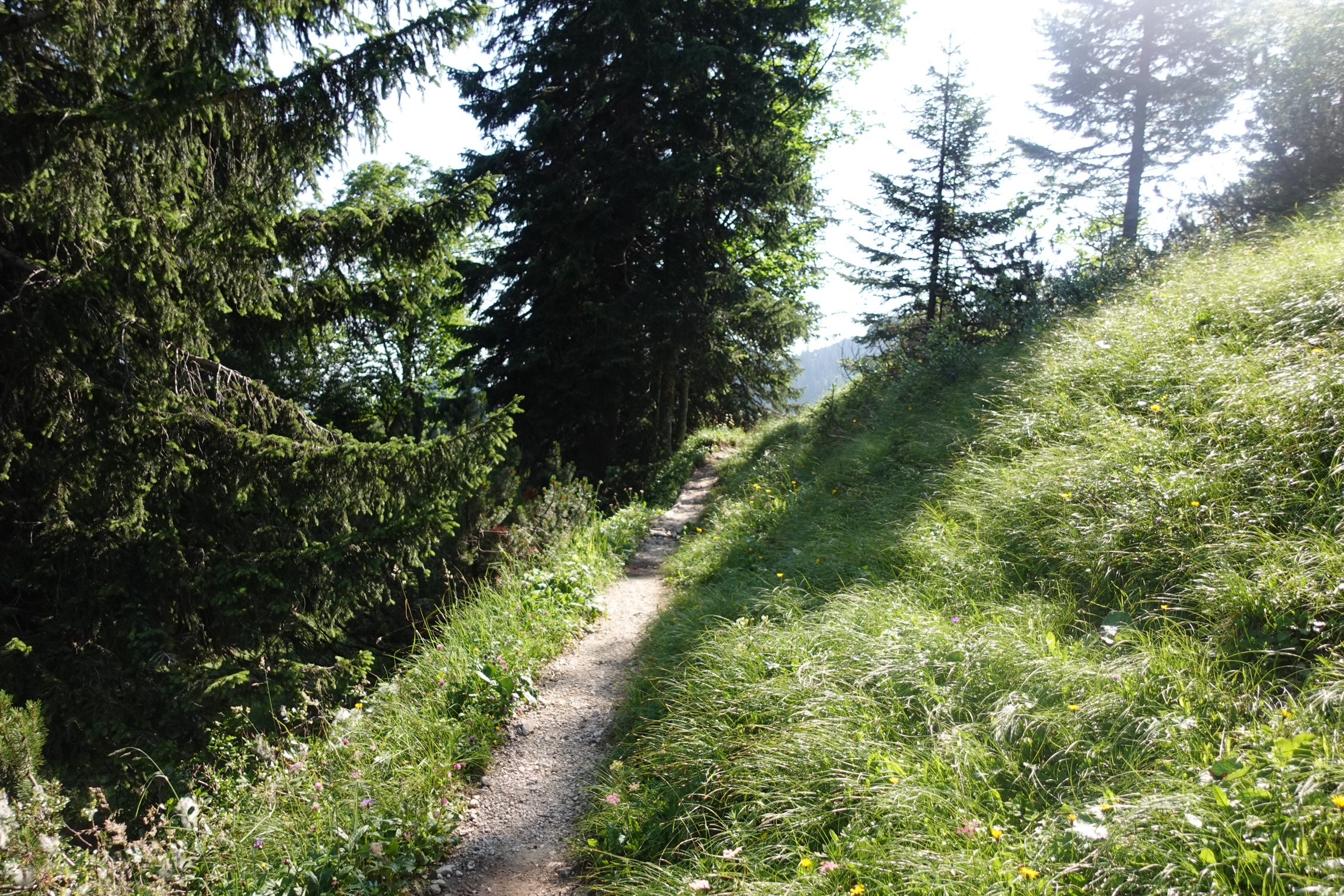 Traumpfad kurz nach der Tutzinger Hütte