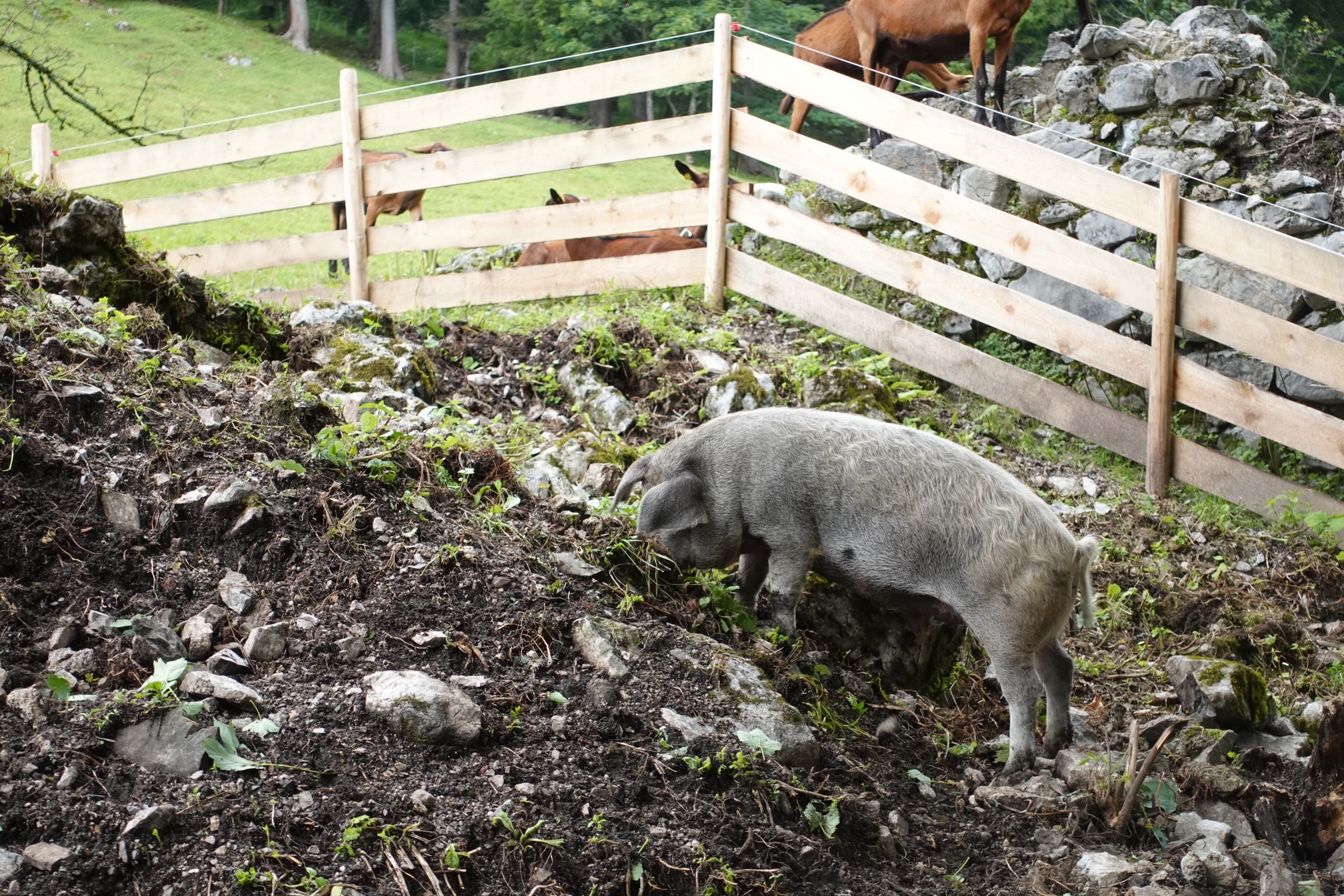 Tiere Gasthof St. Magdalena