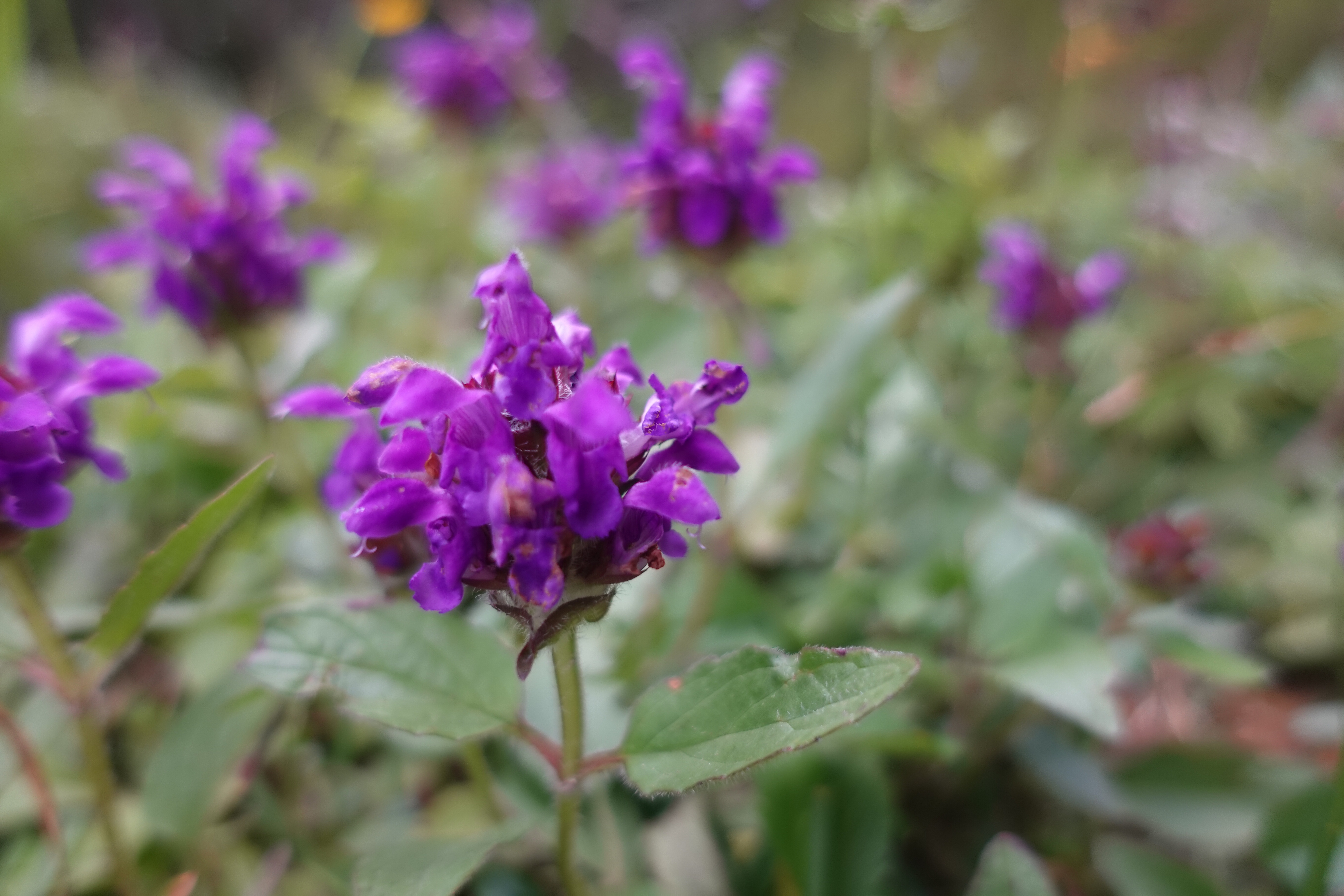 Großblütige Braunelle