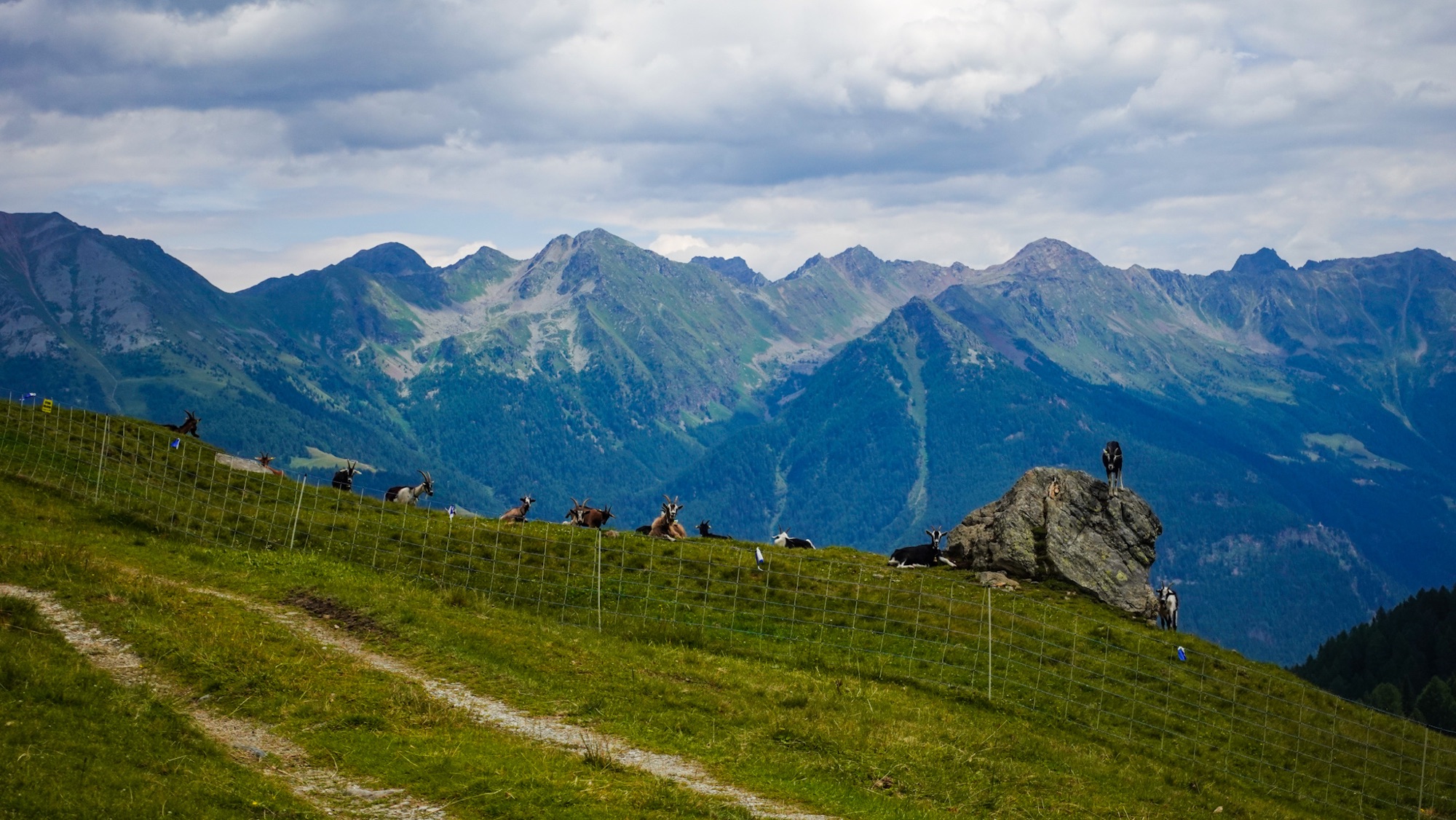 Ziegenherde an der Alpe Cancian