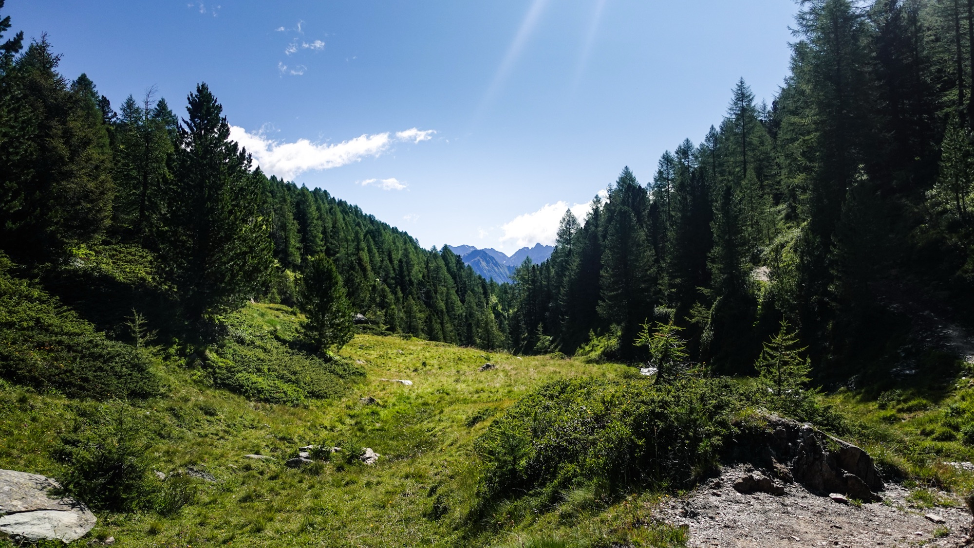 Weidefläche Bäume und Berge