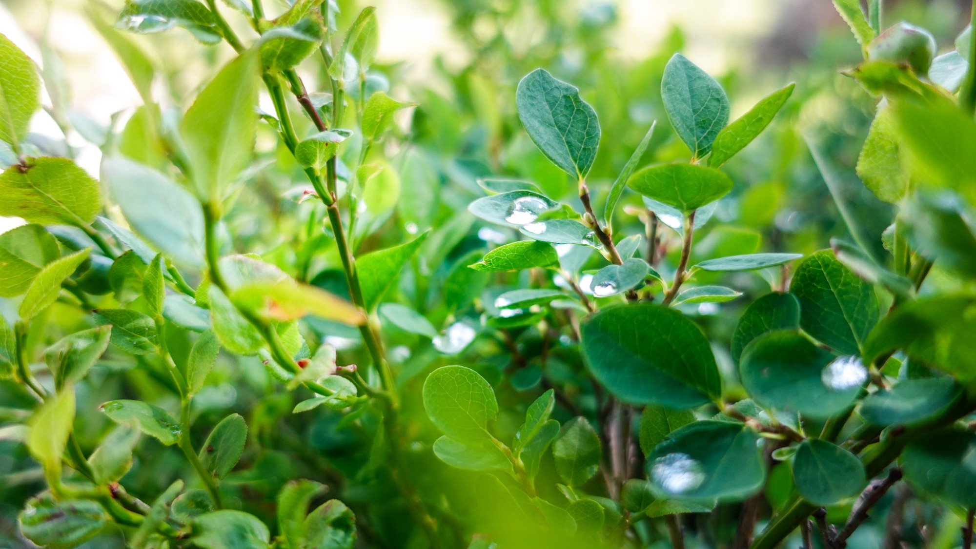Morgentau auf grünen Blättern