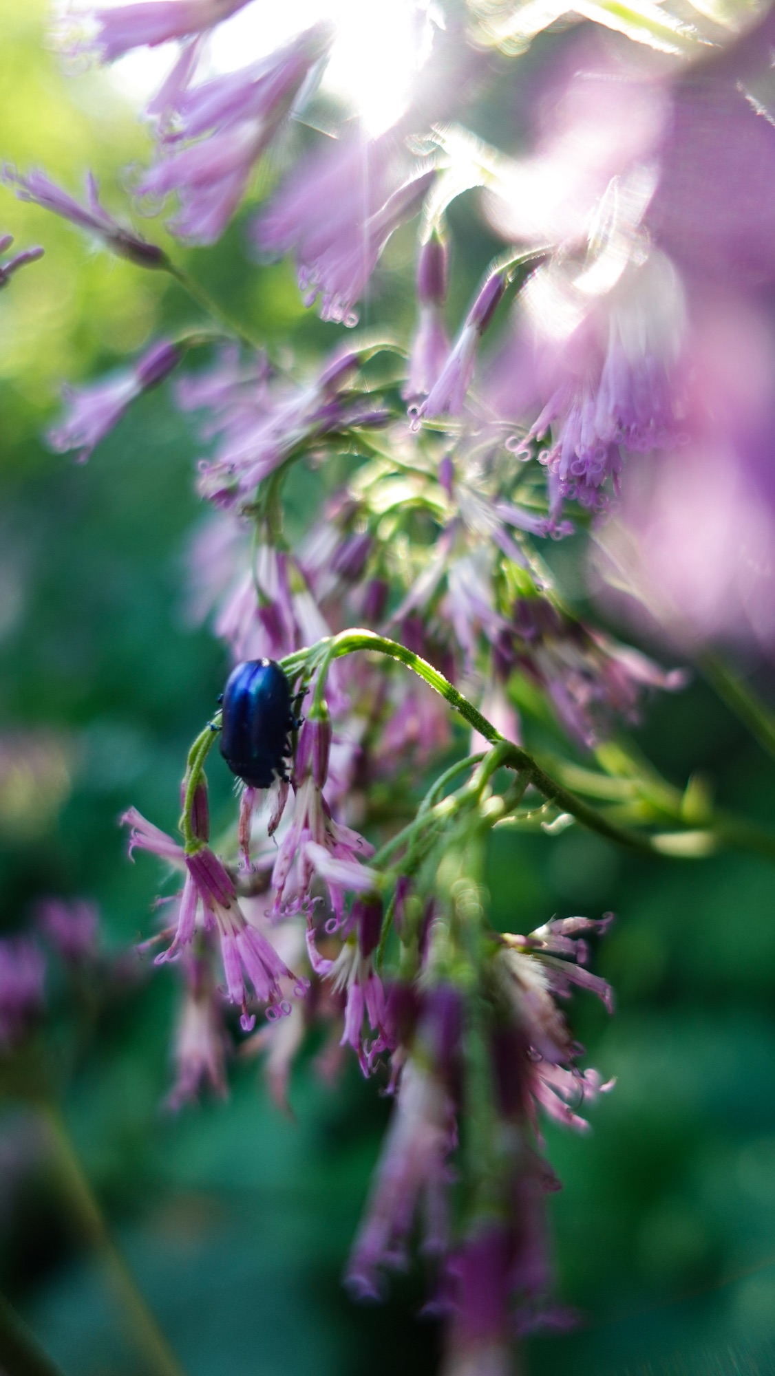 Käfer auf lila Blume