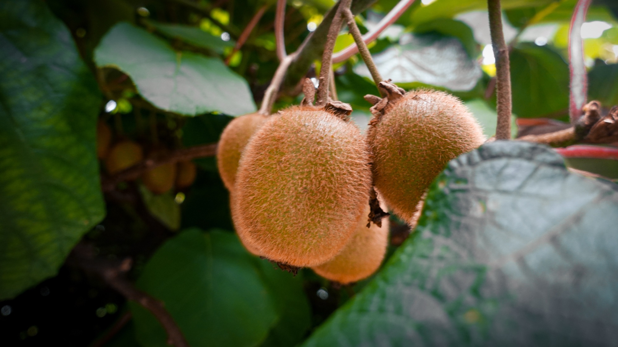 Kiwis