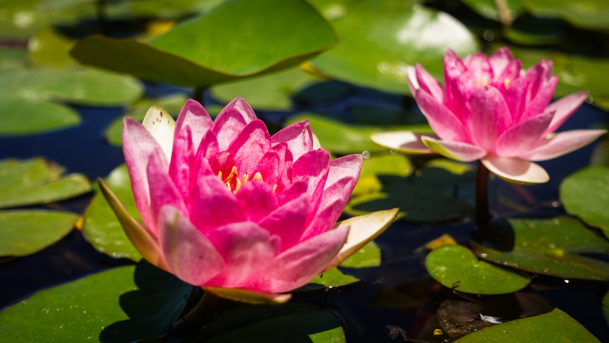 Seerosen im Garten der Villa Melzi
