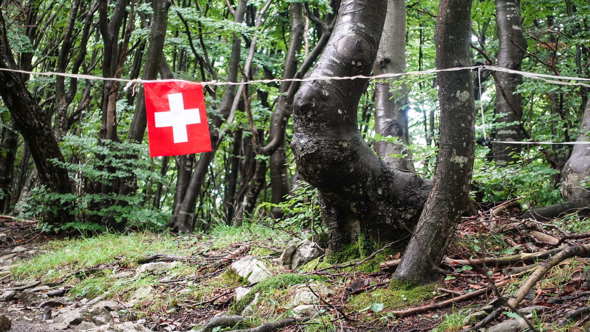 Schweizer Flagge im Wald