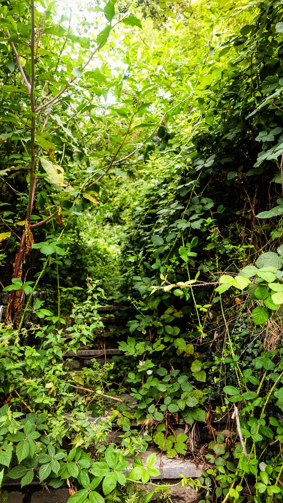 Gestrüpp auf Wanderweg
