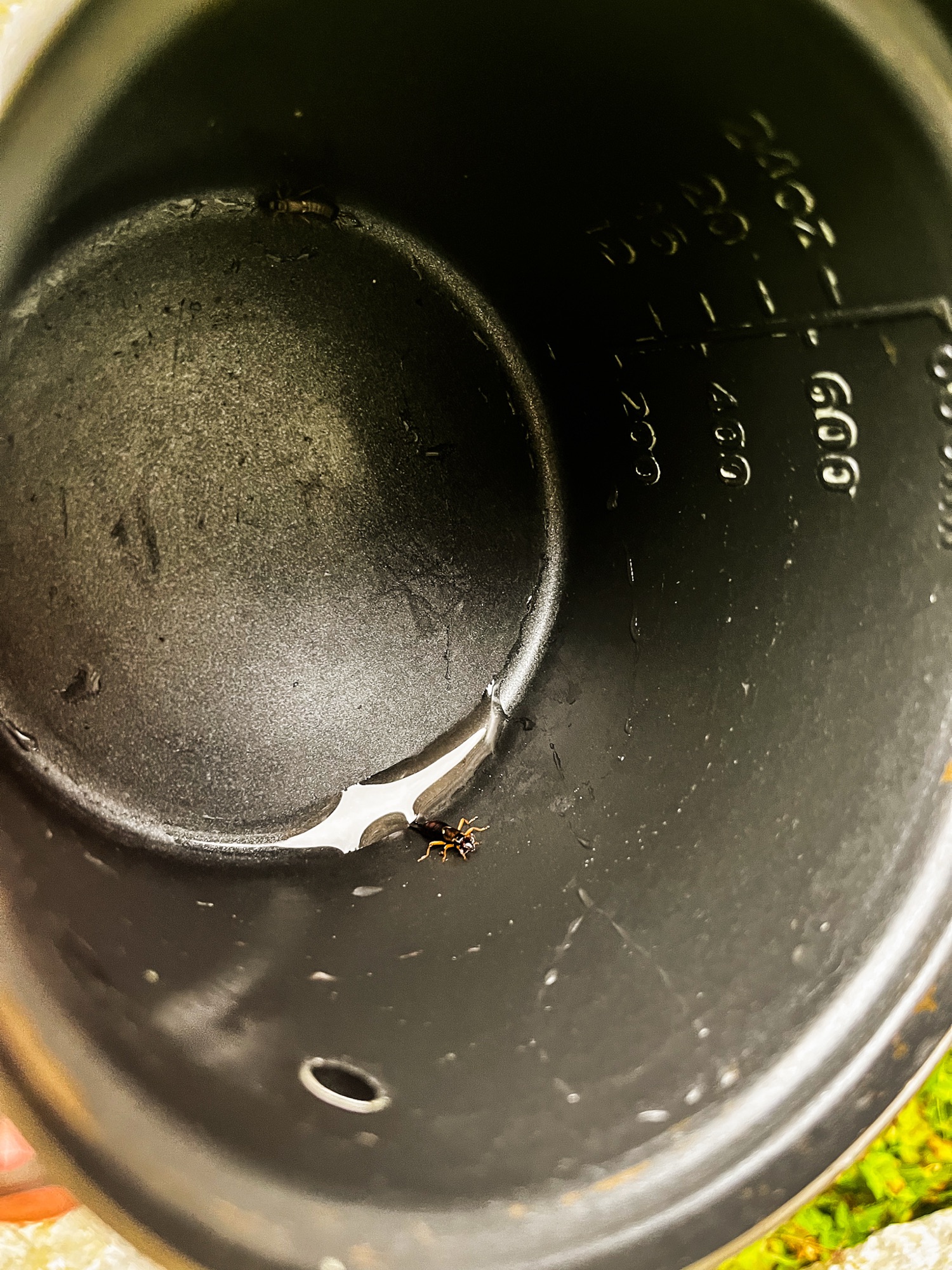 Ohrenkriecher im Topf