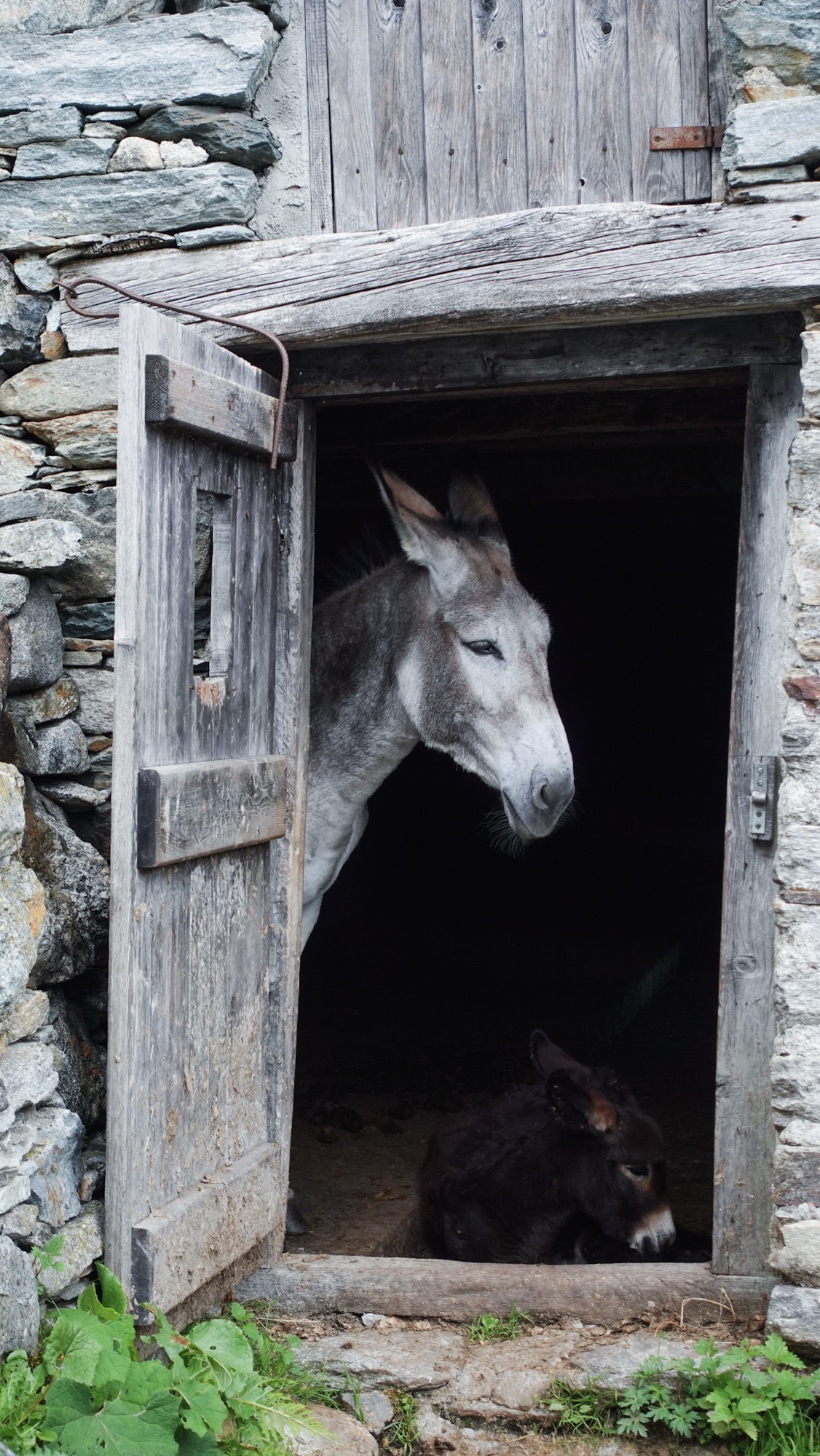 Eine Eseldame und ihr Junges beim Abstieg von Colle d'Egua.
