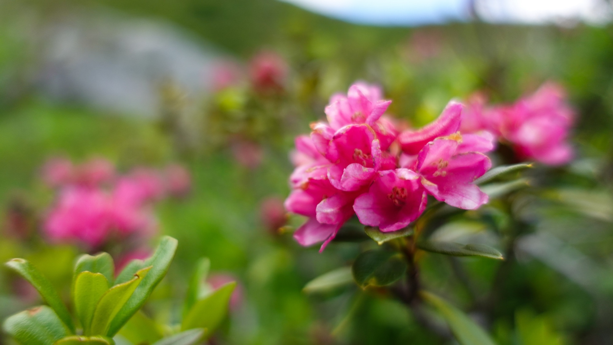 Augen offen für die kleinen Letzte Alpenrosen öffnen ihre Blüten