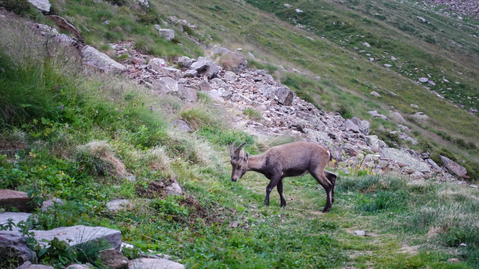 Gams vor dem Rifugio Ferioli
