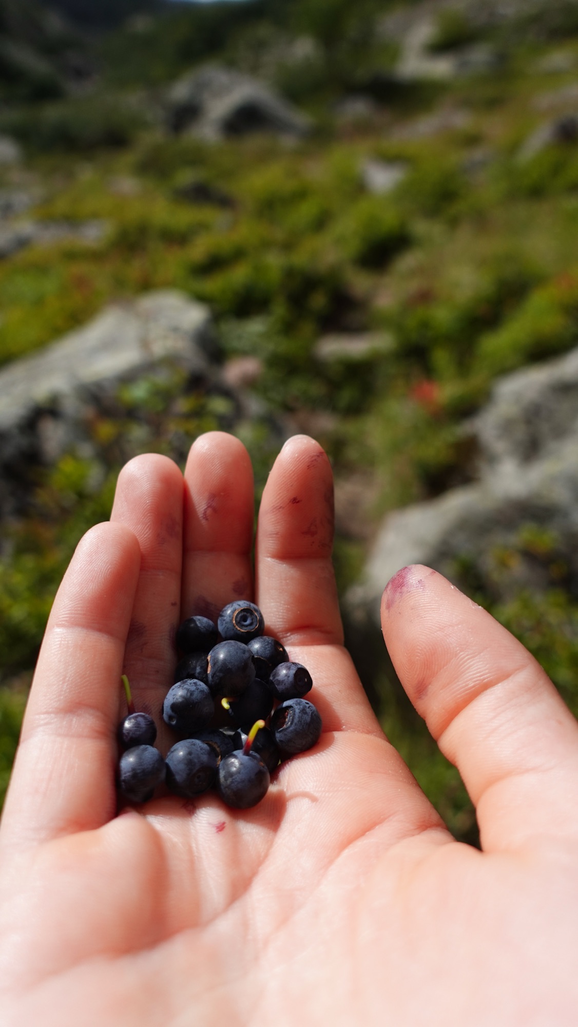 Blaubeeren