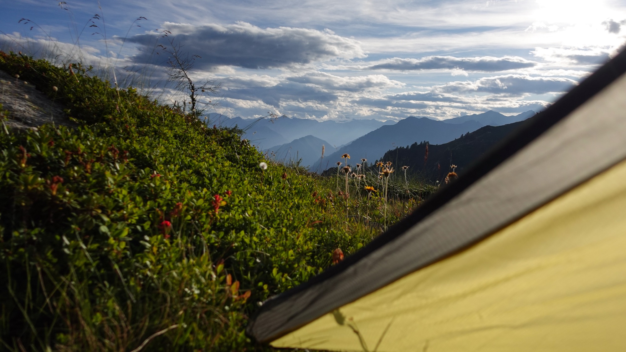 Umgeben von Blaubeeren