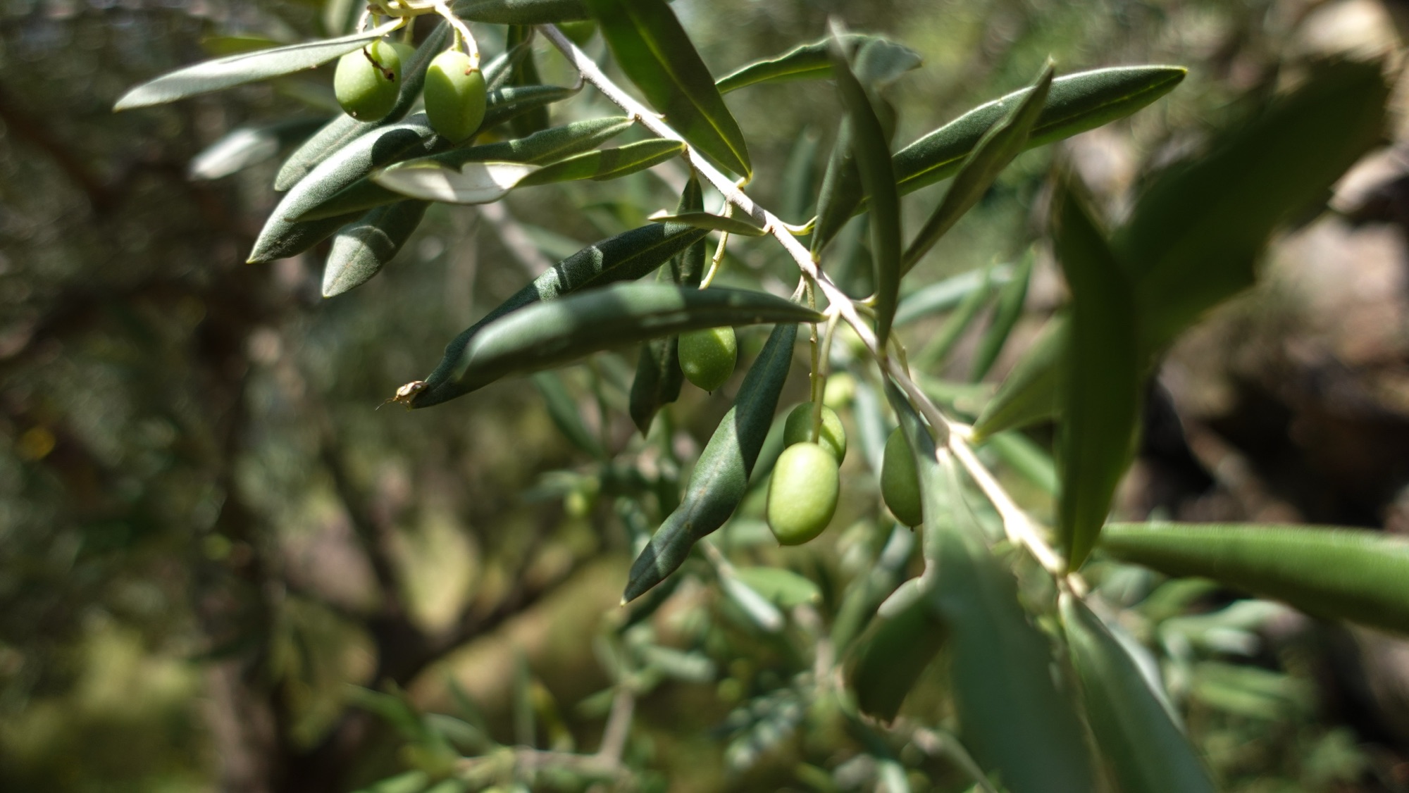 Olivenbäume beim Abstieg nach Quincinetto