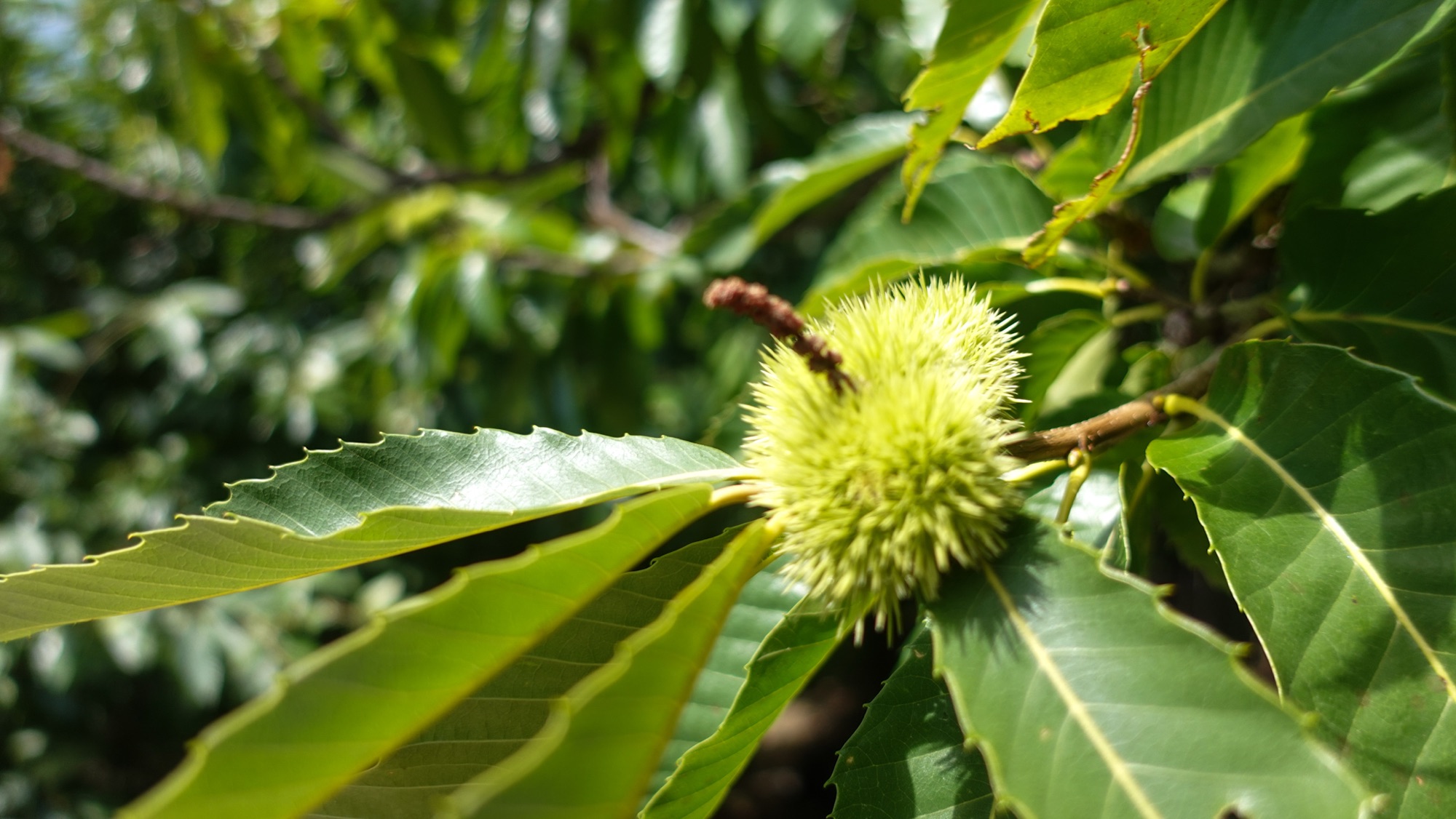 Edelkastanien beim Abstieg nach Quincinetto