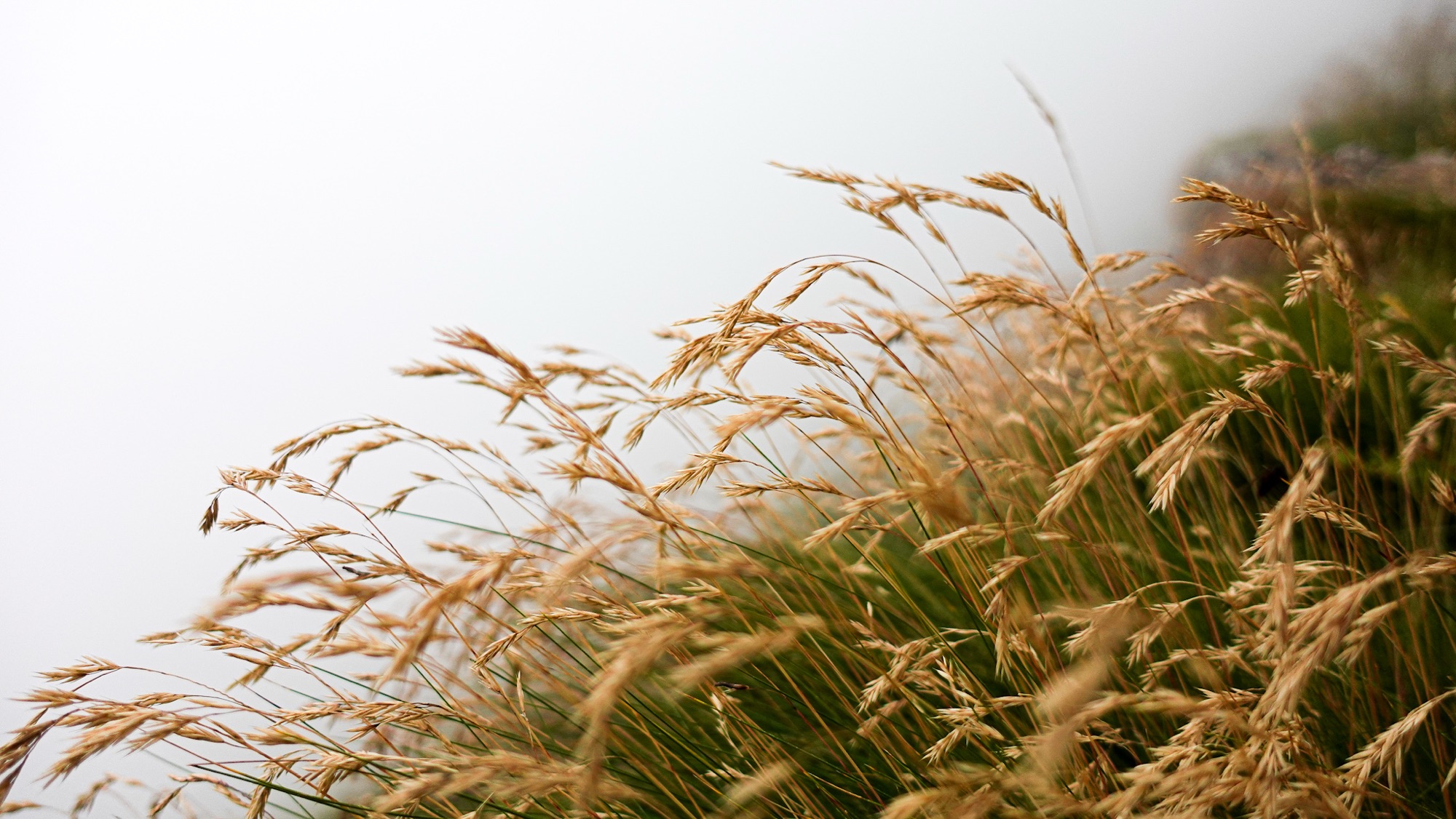 Im Wind wiegt das Gras