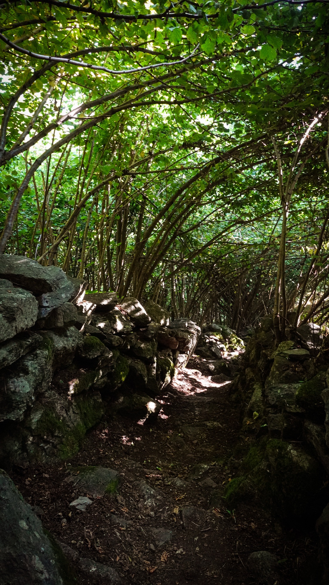 Abstieg durch dichten Wald