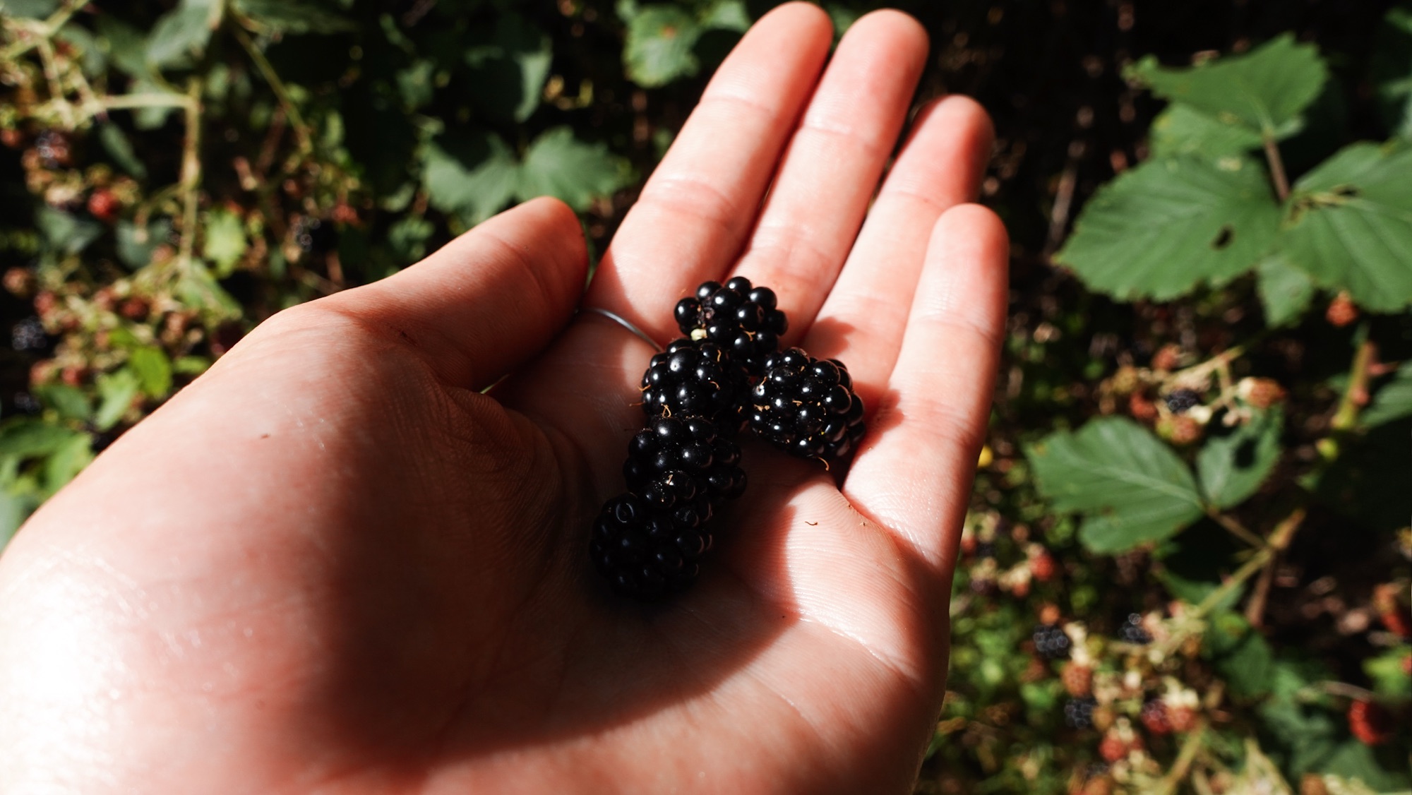 Brombeeren in Hand