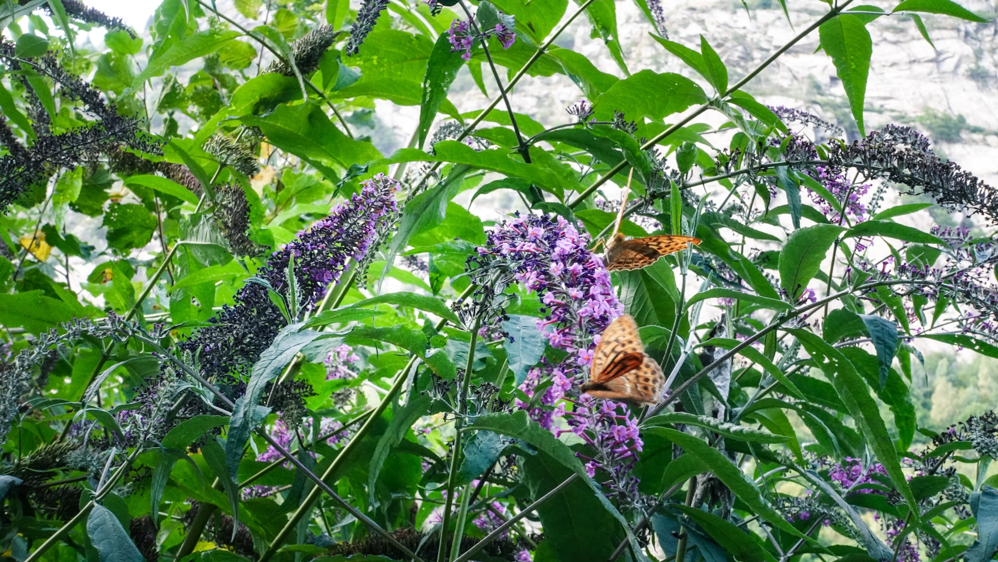 Schmetterlinge auf Flieder