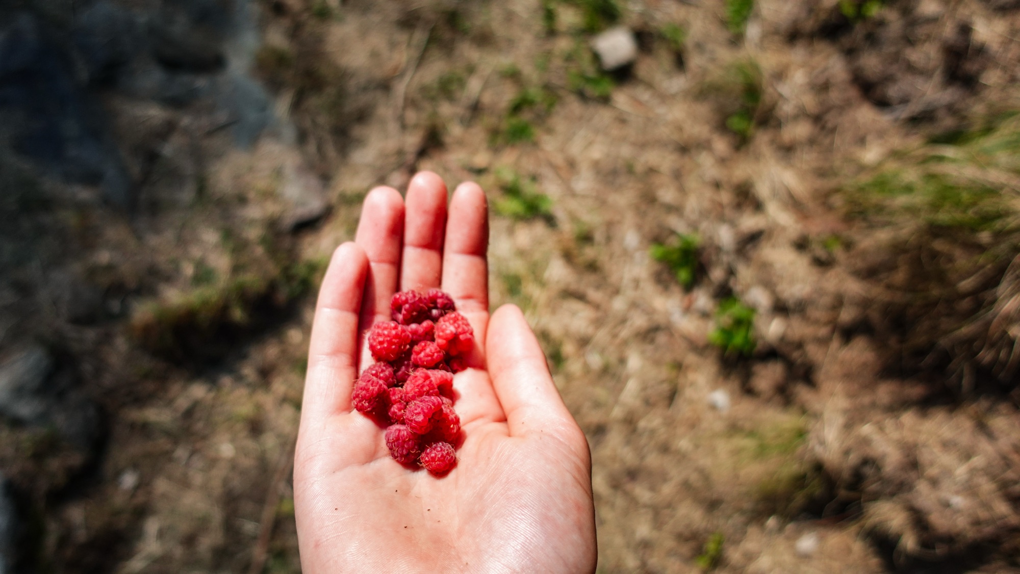 Hand mit Himbeeren