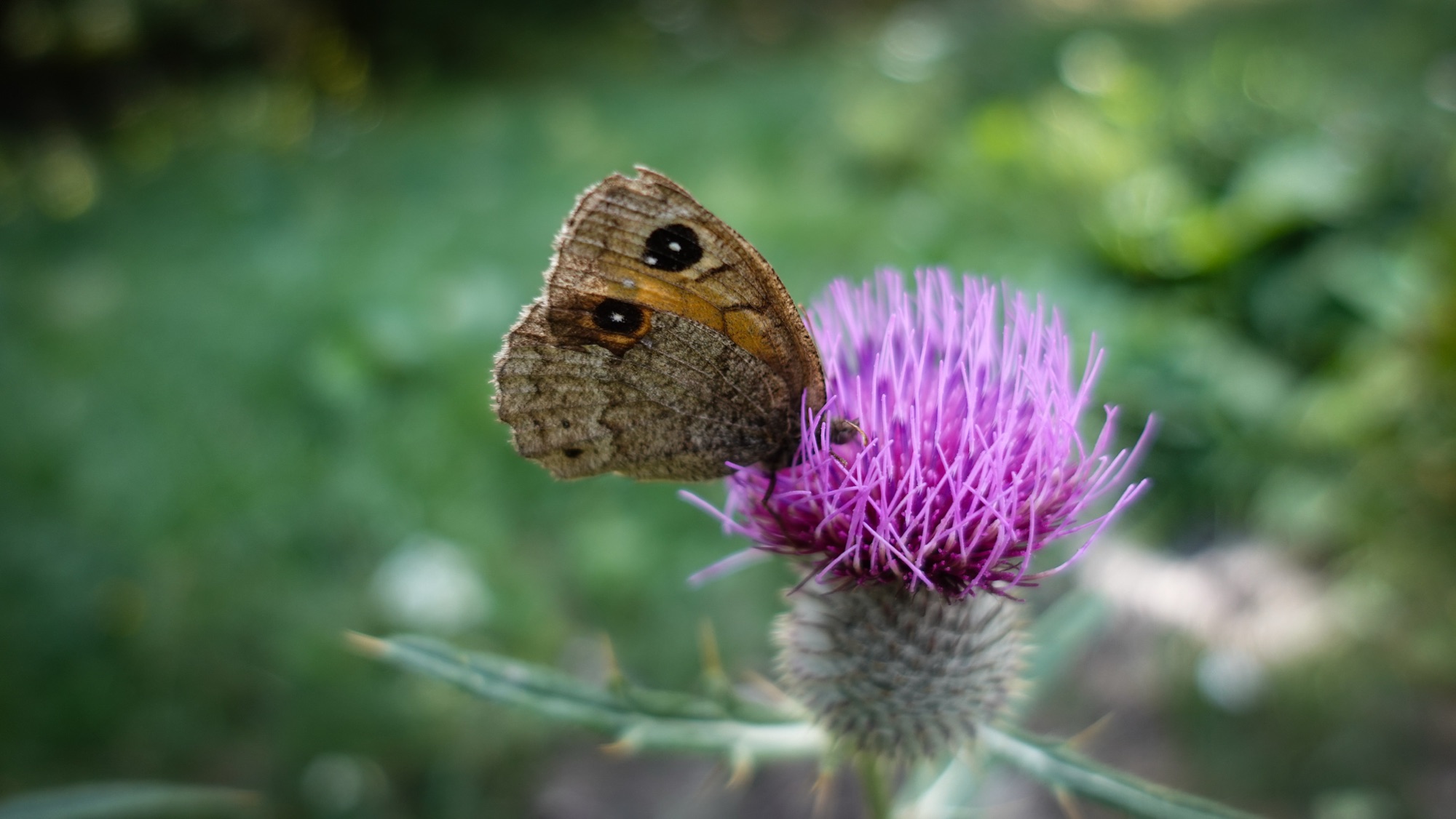 Schmetterling auf Blume