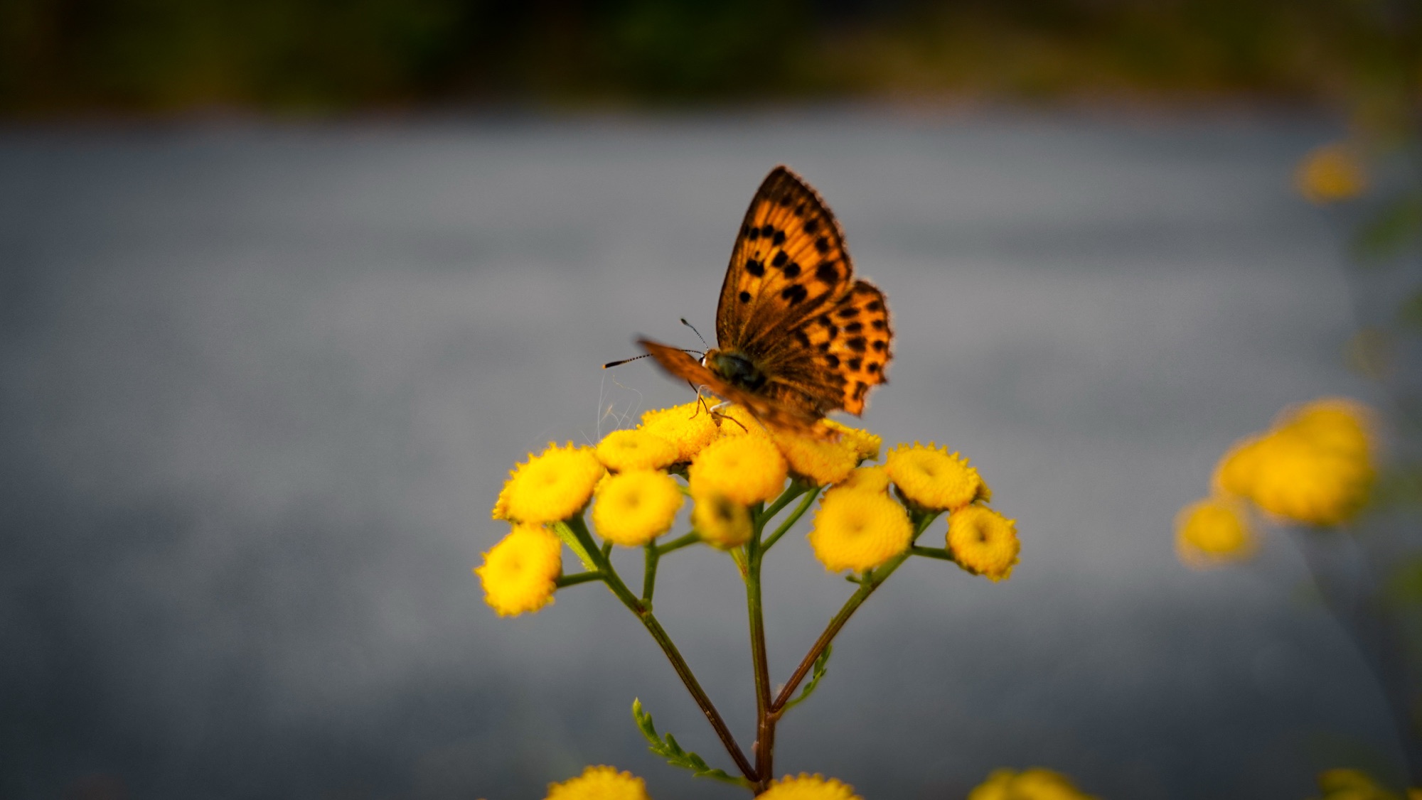 Schmetterling auf gelber Blume