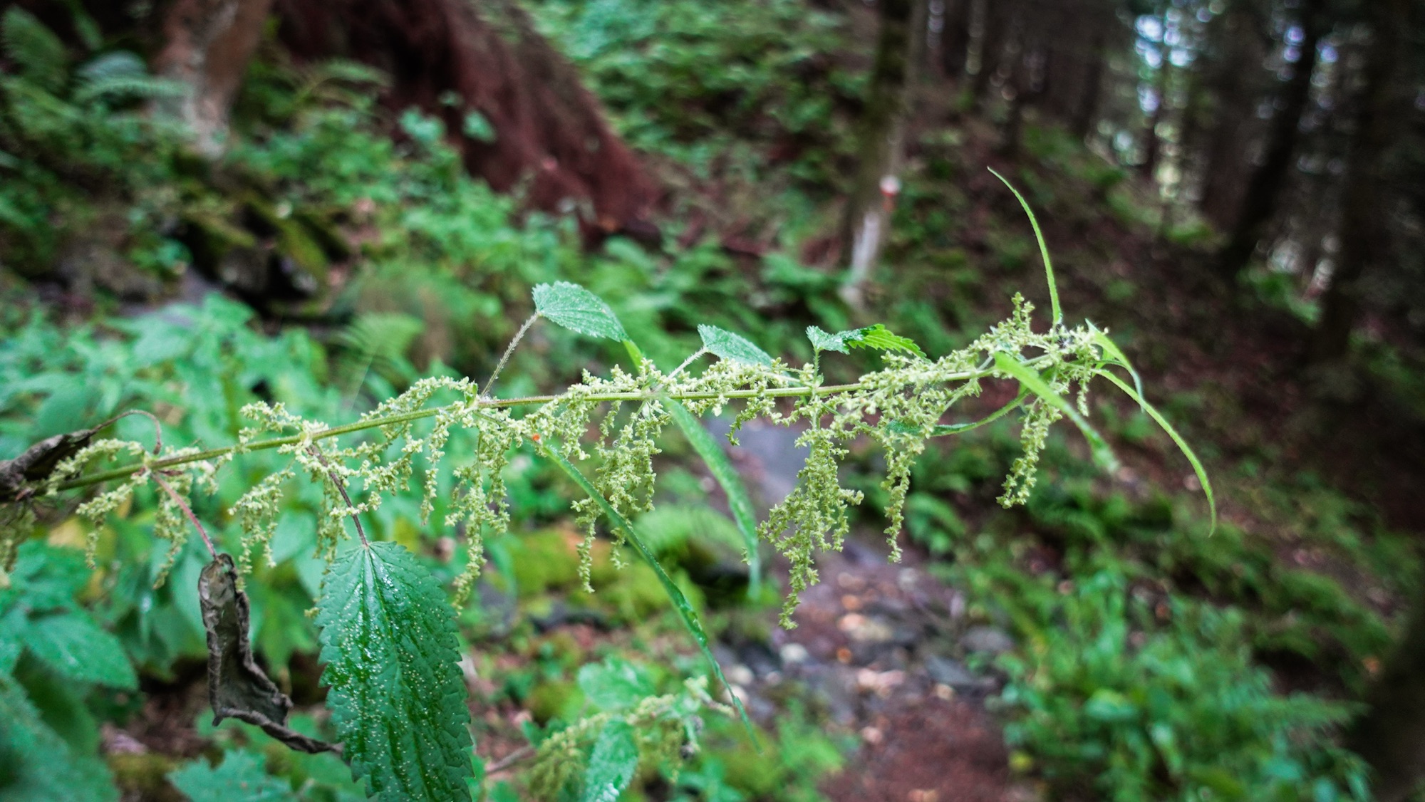 Brennnessel nach Regen