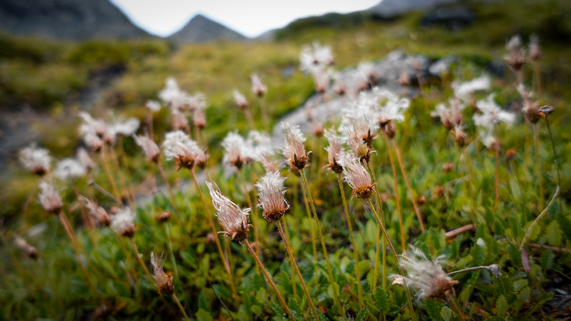 Sanfter Wind über den Bergwiesen