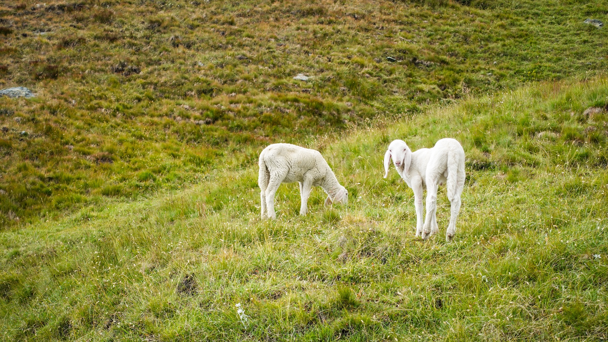 Lämmer auf dem Weg zum Ca' d'Asti