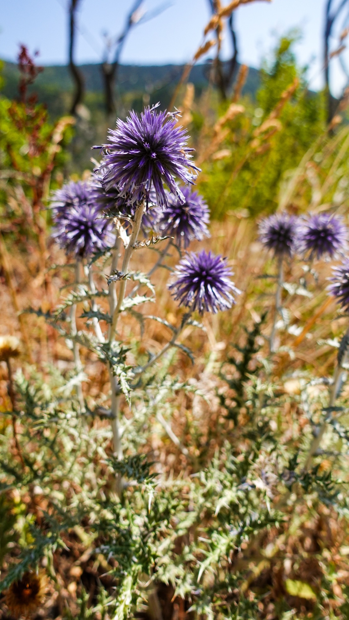 Blaue Kugeldistel