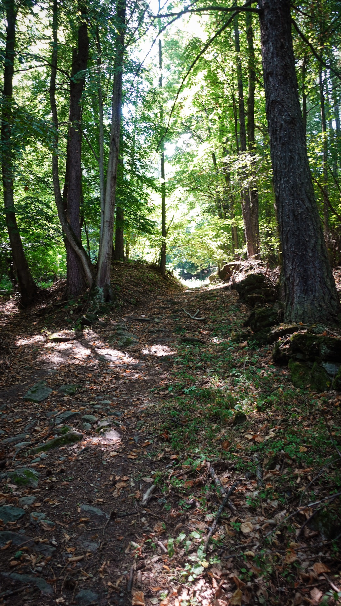 Aufstieg durch Buchenwälder