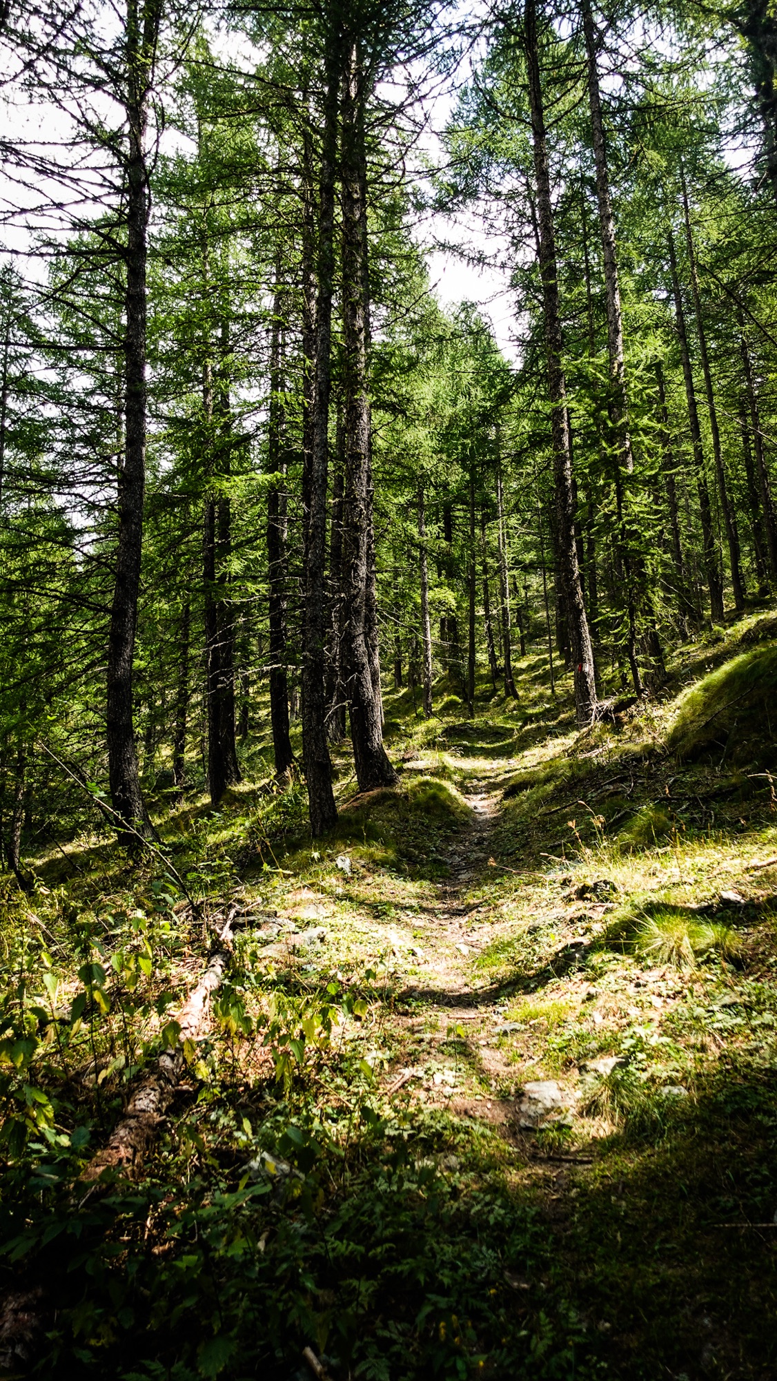Durch Nadelwälder geht es hinab nach Fenestrelle
