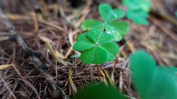 Vierblättriges Kleeblatt