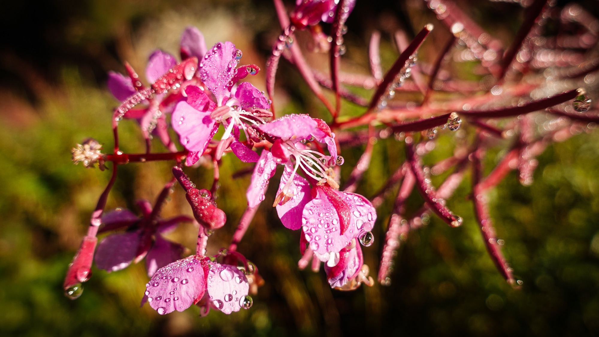 Weidenröschen im Morgentau