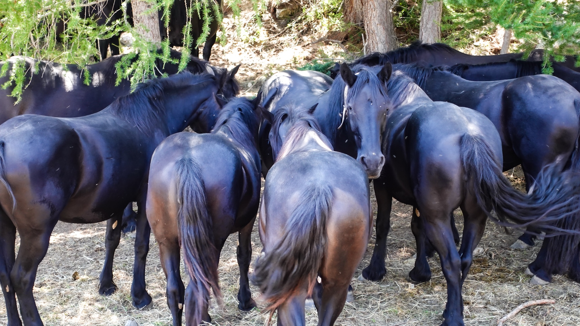 Schwarze Pferde suchen Schutz im Schatten