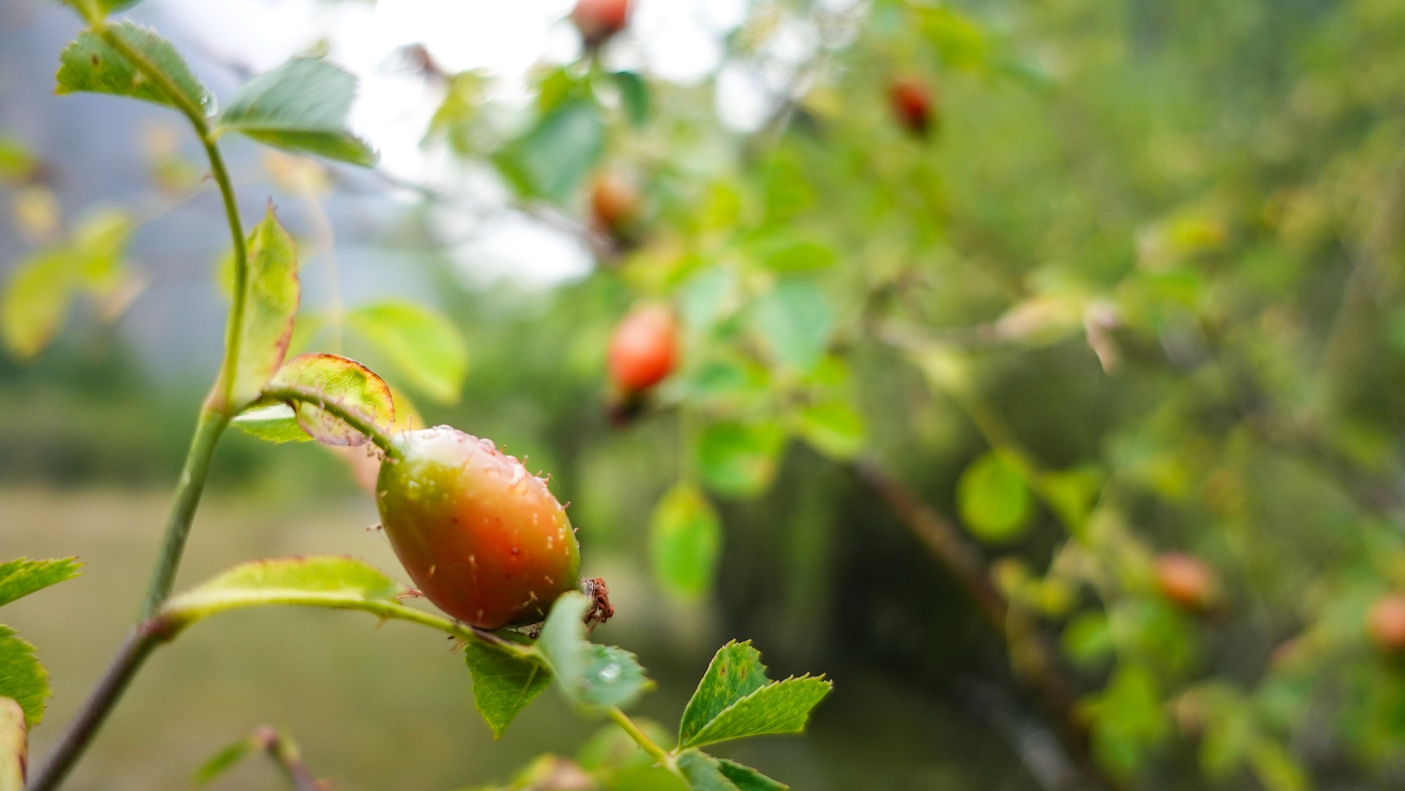 Halbreife Hagebutten