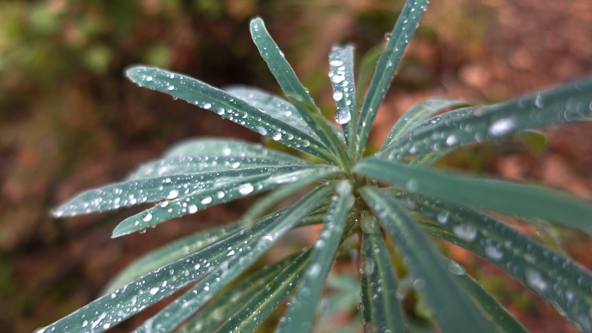 Regentropfen auf Pflanze